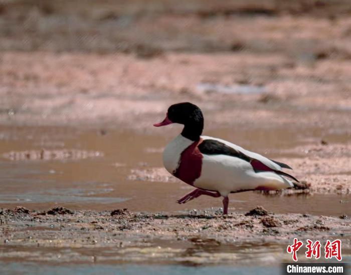 圖為翹鼻麻鴨?！」Π栽?攝