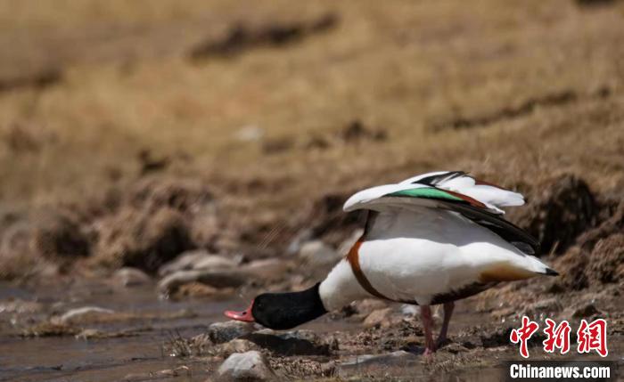 圖為翹鼻麻鴨。　功霸扎西 攝