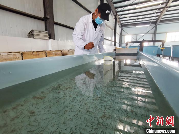 圖為工作人員檢查魚苗。　張?zhí)砀?攝