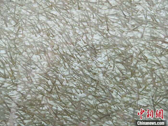 圖為密集分布的魚苗?！?zhí)砀?攝