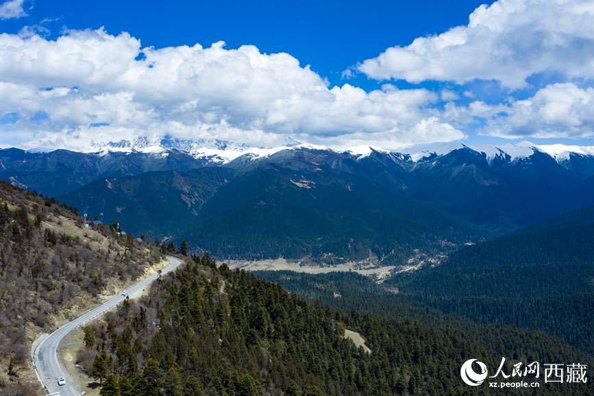 圖為在海拔4700多米的色季拉山，觀測從森林到草甸的多種植被類型。