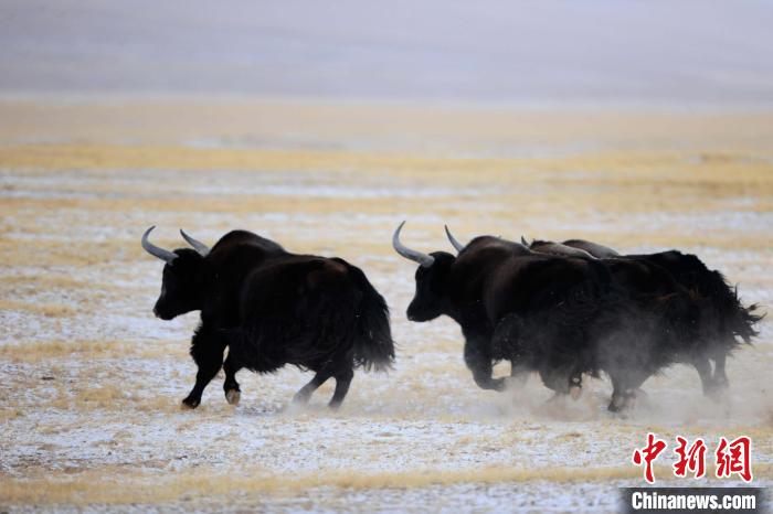 牦牛如何適應(yīng)低氧環(huán)境？中科院團(tuán)隊(duì)發(fā)現(xiàn)牦牛特有肺內(nèi)皮細(xì)胞起作用