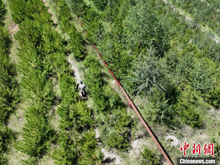 航拍建行青海省分行綠化區(qū)施工隊(duì)隊(duì)長(zhǎng)盧占祥正在巡護(hù)綠化區(qū)?！∑钤鲚?攝