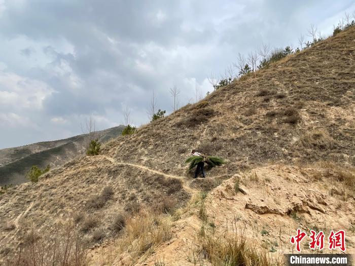 資料圖為建行青海省分行綠化區(qū)施工隊(duì)隊(duì)員人工運(yùn)樹苗?！〗ㄐ星嗪Ｊ》中泄﹫D