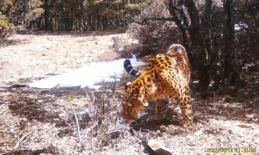 金錢豹。涼山州委宣傳部供圖