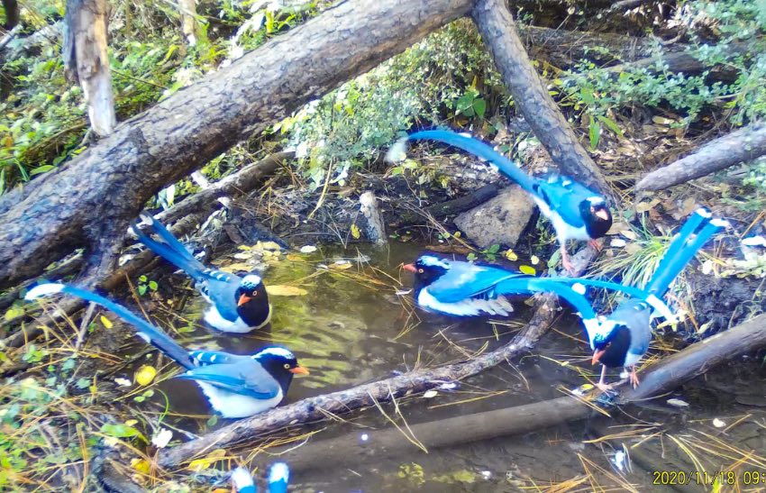 紅嘴藍(lán)鵲。涼山州委宣傳部供圖