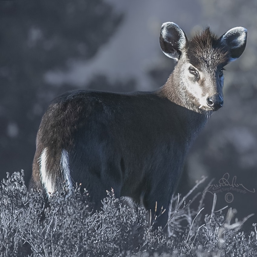 毛冠鹿。涼山州委宣傳部供圖