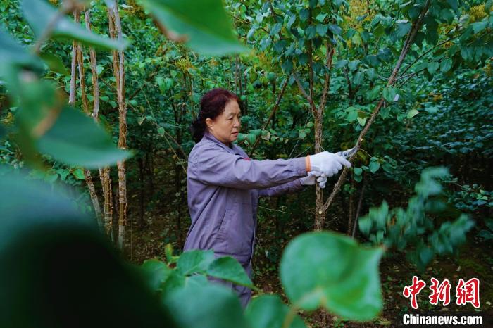 圖為張錦梅修剪丁香枝干?！●R銘言 攝