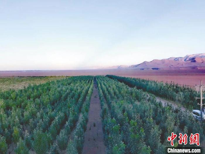 圖為格爾木境內(nèi)種植的綠樹?！「駹柲救诿襟w中心供圖