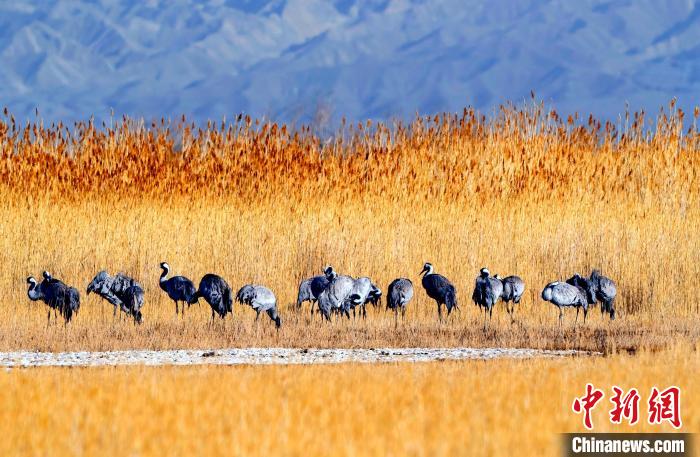 圖為可魯克湖野生水鳥(niǎo)覓食?！〉铝罟形麄鞑抗﹫D