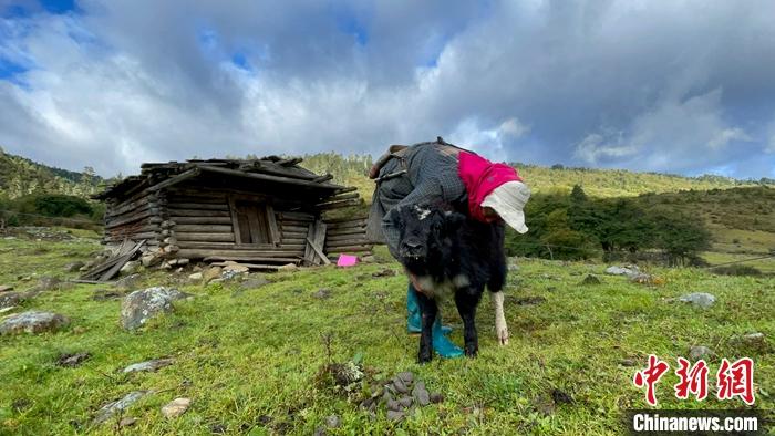 圖為9月27日牧民給小牦牛按摩。 <a target='_blank' href='/'><p  align=