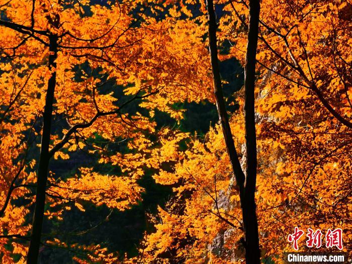 秋意濃?！≈炱桨?攝