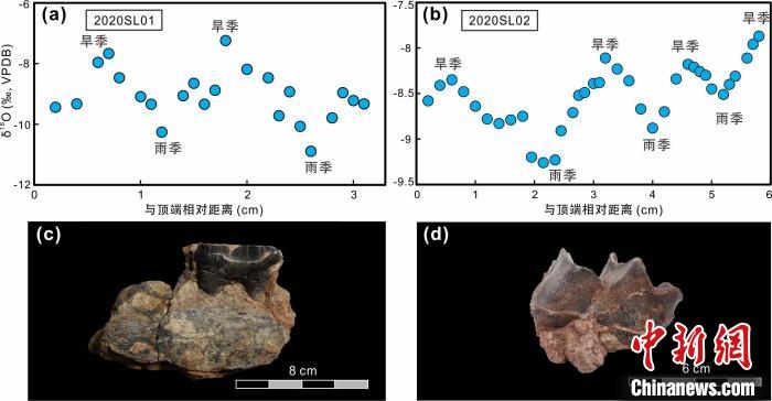 本次研究中的犀牛牙齒化石及氧同位素特征?！≈锌圃呵嗖馗咴?供圖