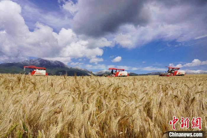 圖為青稞收獲?！±钣穹?攝
