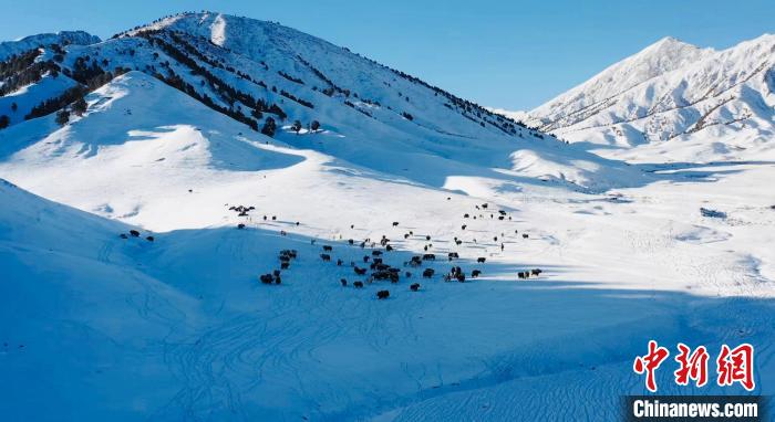 圖為牦牛群在雪地里覓食。　都蘭縣融媒體中心供圖