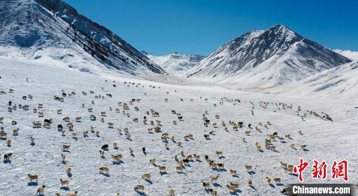 圖為羊群在雪地里覓食?！《继m縣融媒體中心供圖