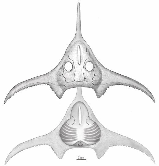玉海翼角魚復原圖?！」ぢ?繪圖 攝