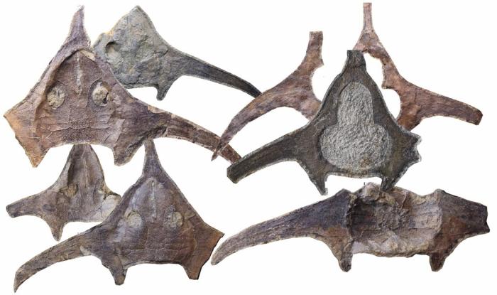 玉海翼角魚化石照片?！∩w志琨 攝