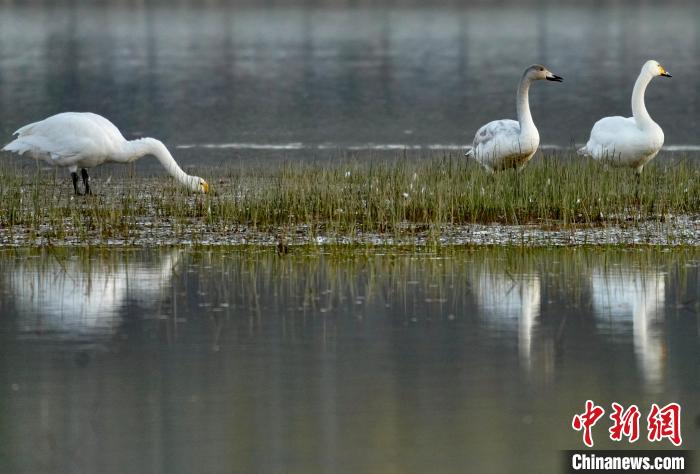 圖為三只大天鵝在黃河灘地嬉戲?！±钣穹?攝