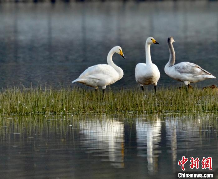 圖為三只大天鵝?！±钣穹?攝