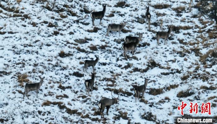 圖為巖羊和馬鹿集體覓食?！《继m縣融媒體中心 供圖
