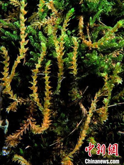 圖為九龍卷柏?！∏嗪Ｉ剿匀毁Y源調(diào)查規(guī)劃設(shè)計研究院供圖