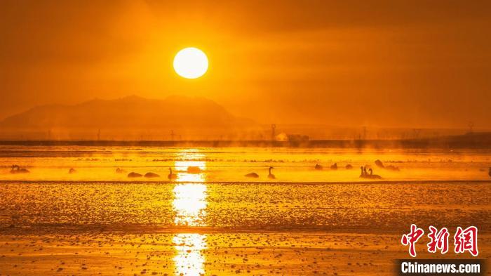 圖為天鵝群在湖中休憩?！『螁⒔?攝