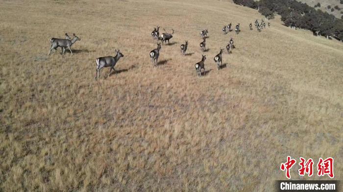 圖為馬鹿群在草地中漫步?！〔湃?攝