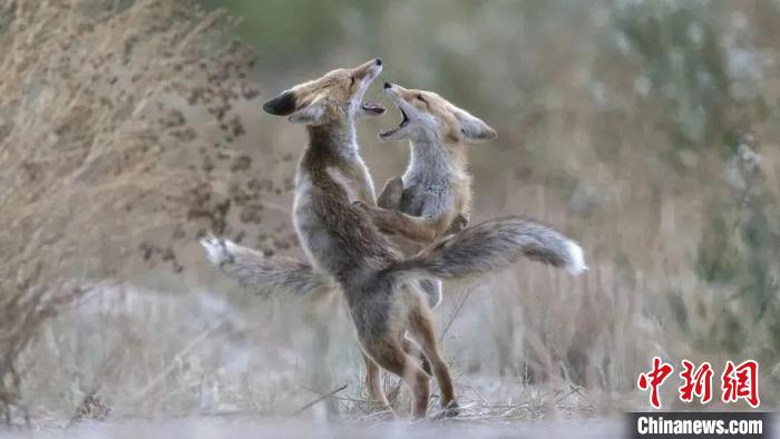 圖為同海元的作品《第一回合》。　青海省祁連山自然保護(hù)協(xié)會(huì)供圖