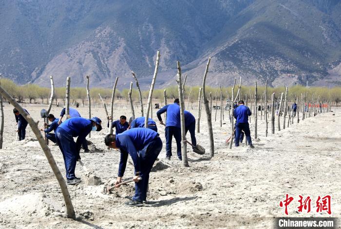 林芝市巴宜區(qū)森林消防中隊(duì)志愿服務(wù)隊(duì)熱火朝天的植樹現(xiàn)場(chǎng)?！∥骼@拉翁 攝