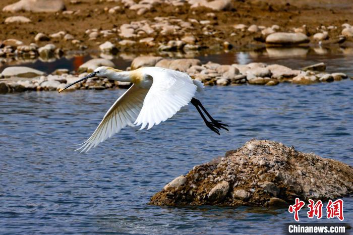 圖為準備飛翔的白琵鷺。　嚴桉 攝