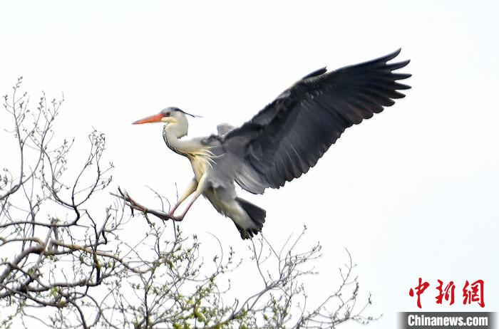 蒼鷺在覓食嬉戲。　安源 攝