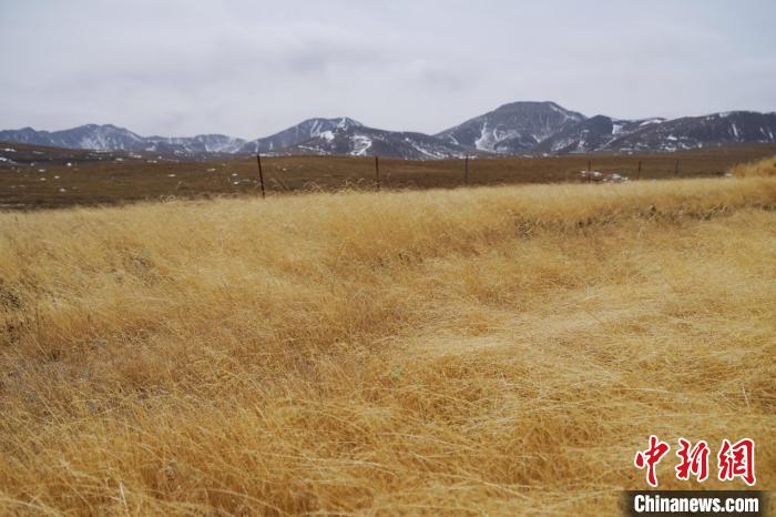 圖為青海省海西蒙古族藏族自治州天峻縣木里礦區(qū)草木茂盛?！●R銘言 攝