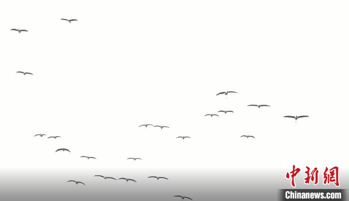 遷徙北歸?！√烊h融媒體中心 供圖