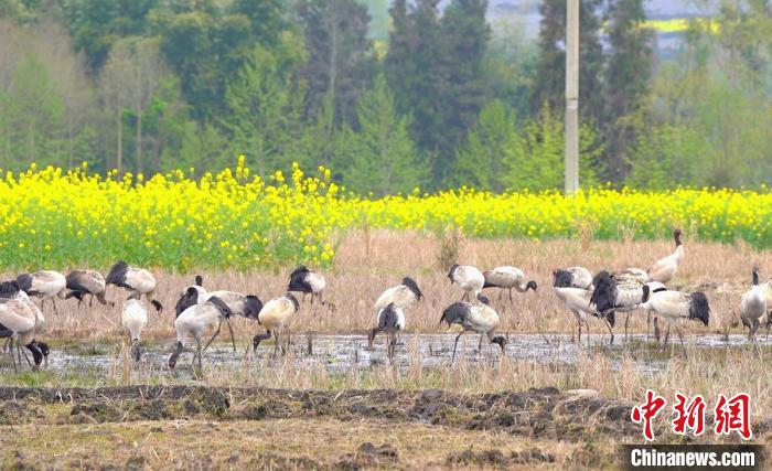 休息補(bǔ)給。　天全縣融媒體中心 供圖