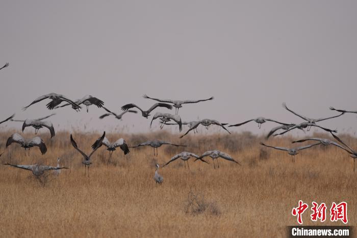 青海都蘭成群灰鶴匯集，場(chǎng)面壯觀