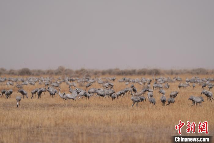圖為密集分布的灰鶴?！∠葘m 攝