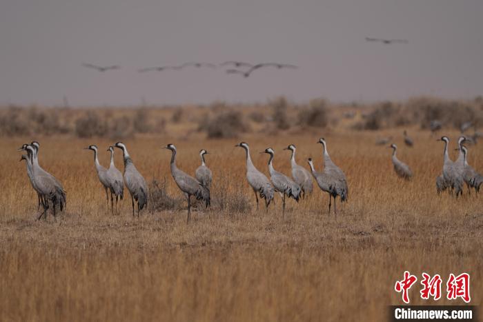 圖為灰鶴?！∠葘m 攝