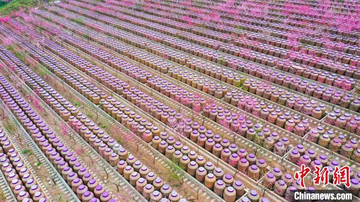 灼灼桃花惹人醉。　劉媛 攝