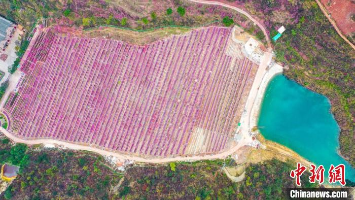 灼灼桃花惹人醉。　劉媛 攝