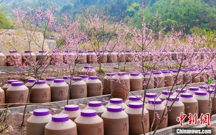 桃花和酒壇相映成趣?！∫足?攝