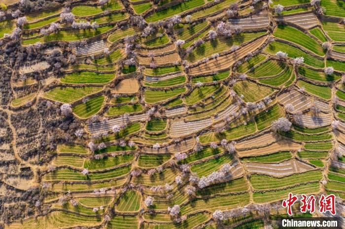 空中俯瞰得榮縣白松鎮(zhèn)的高山麥田和桃林?！⒅铱?攝