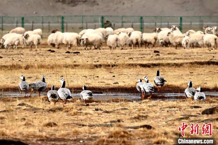 圖為羊群邊的成群斑頭雁?！“?攝