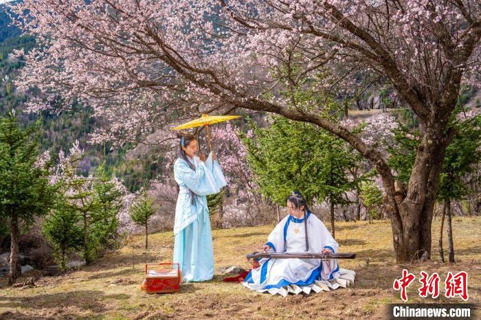 道孚杏花樹下的游客們?！√K銳 攝