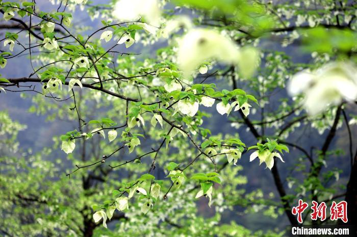 珙桐在春末夏初之際開花，花期較短?！螚?攝