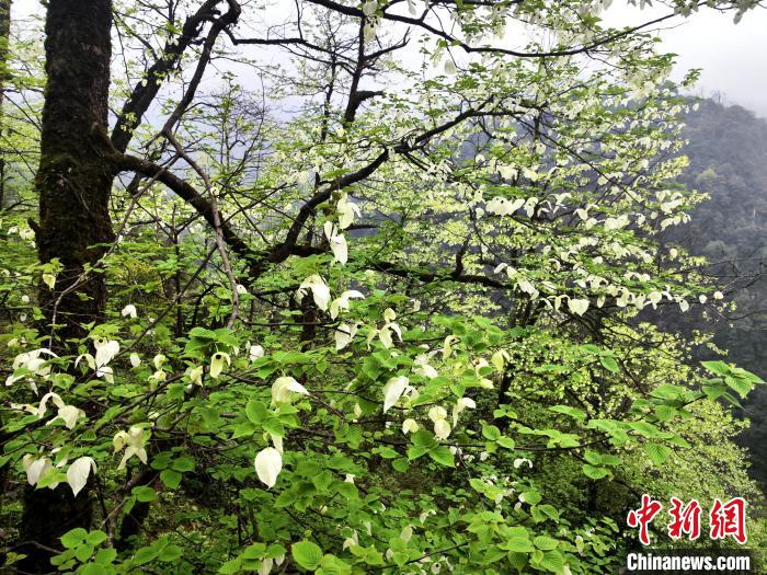 山谷兩側高大繁茂的珙桐樹。　呂楊 攝