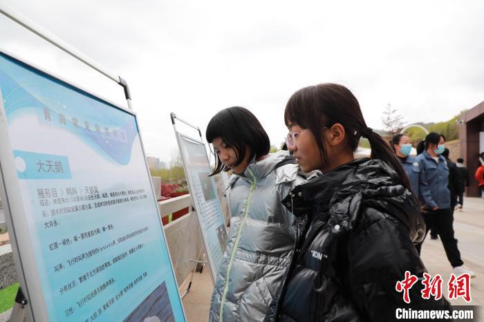 圖為學(xué)生通過(guò)展板了解青海常見(jiàn)鳥(niǎo)類(lèi)?！●R銘言 攝