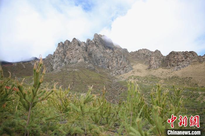 圖為拉薩南北山綠化工程拉薩曲水縣才納村5號片區(qū)。　貢確 攝