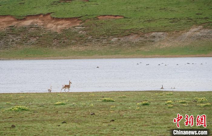 圖為藏原羚在扎陵湖岸畔悠閑漫步?！●R銘言 攝