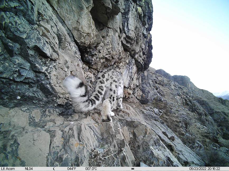 雪豹影像。山水自然保護(hù)中心供圖